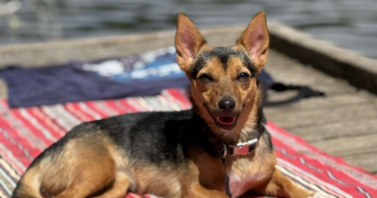 alice pet sitter à CLERMONT FERRAND 63000_1