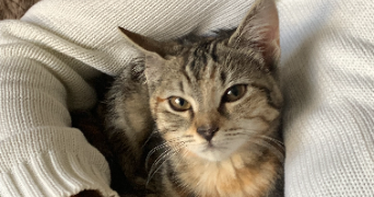 coraly pet sitter à BONDY 93140_1
