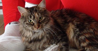 ameline pet sitter à Angers 49100_2