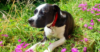 cyrielle pet sitter à SURESNES 92150_19