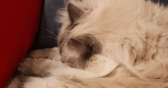 catheline pet sitter à ALBERTVILLE 73200_2