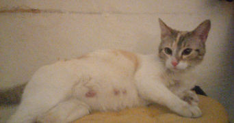 steven pet sitter à PLOUDALMEZEAU 29830_2