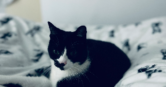 priscillia pet sitter à Frouard 54390_1