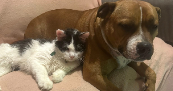 francine pet sitter à GAUCHY 02430_3