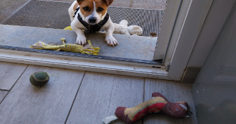 isabelle pet sitter à VEYRE MONTON 63960_1