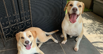 valentina pet sitter à GRIGNY 69520_5