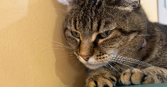 benmelouka pet sitter à AVIGNON 84000_0
