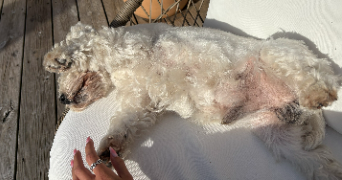 eugenie pet sitter à ST AUBIN DE MEDOC 33160_2