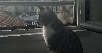 lola pet sitter à CLICHY 92110_4