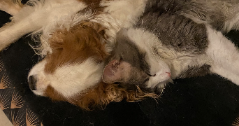 stanley pet sitter à TOULOUSE 31100_3