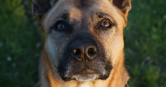 gwendoline pet sitter à PESSAC 33600_2