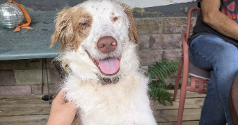 louna pet sitter à REZE 44400_4