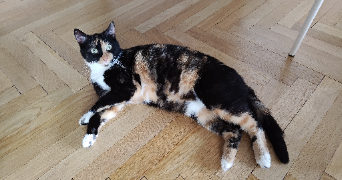 elisabetta pet sitter à Villeurbanne 69100_4