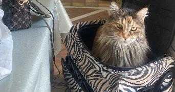 francoise pet sitter à DOMESSIN 73330_3