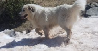 pauline pet sitter à BASSILLAC ET AUBEROCHE 24640_2