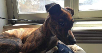 emily pet sitter à VIENNE 38200_0