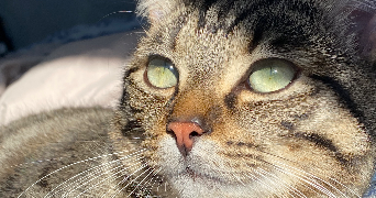 rachelle pet sitter à COURRIERES 62710_2