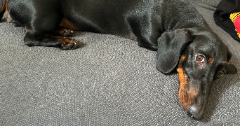 marie pet sitter à LIFFRE 35340_4