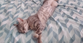 charlene pet sitter à HONFLEUR 14600_1