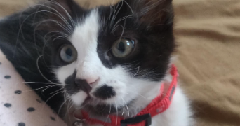 rayene pet sitter à PARIS 15 75015_0