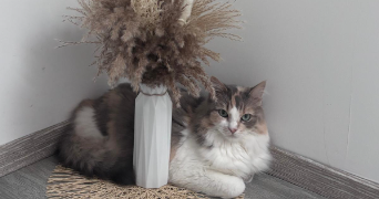 stéphanie pet sitter à LANDIGOU 61100_0