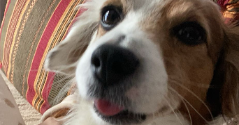 anaïs pet sitter à FRANCONVILLE 95130_4