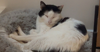 victorine pet sitter à MARSEILLE 01 13001_2