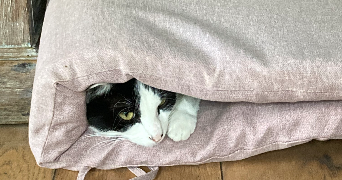 margot pet sitter à FONTENAY SOUS BOIS 94120_2