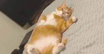 audrey pet sitter à RENNES 35000_1