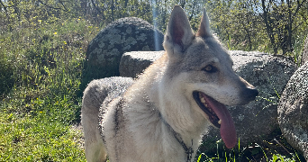 emma pet sitter à ST GENIS DES FONTAINES 66740_2