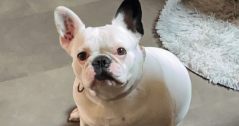 natascha pet sitter à CONQUES SUR ORBIEL 11600_1