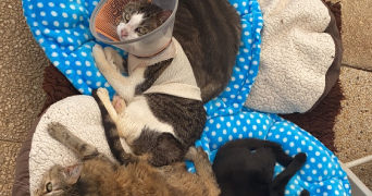 maellane pet sitter à BERNAY 27300_5