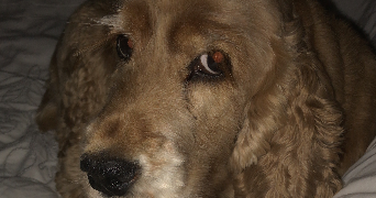 séverine pet sitter à VILLEJUIF 94800_2