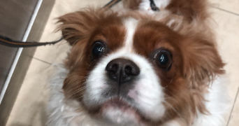 sarah pet sitter à ST OUEN SUR SEINE 93400_1