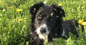 alexia pet sitter à LE TRIOULOU 15600_1