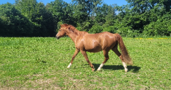 claire pet sitter à ST DONAN 22800_2