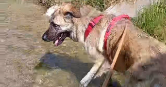 emma pet sitter à ECHIROLLES 38130_0