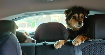 aurelie pet sitter à BRECONCHAUX 25640_0