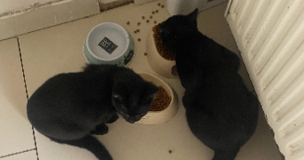 léna pet sitter à Boulogne-Billancourt 95490_2