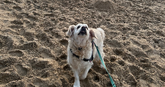 camille pet sitter à CESSON SEVIGNE 35510_2