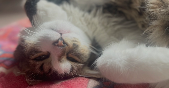 emy pet sitter à VILLEJUIF 94800_3