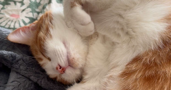 marie pet sitter à NEUILLY SUR MARNE 93330_2