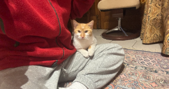 colombe pet sitter à AIX EN PROVENCE 13090_5