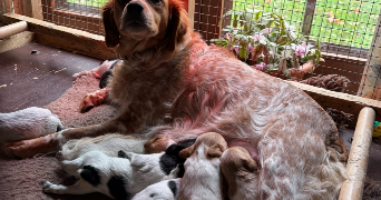 nora pet sitter à GOZÉE 6534_3