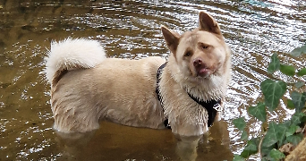 otthylie pet sitter à BRIVE LA GAILLARDE 19100_1
