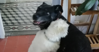 laëtitia pet sitter à SANTILLY 28310_4