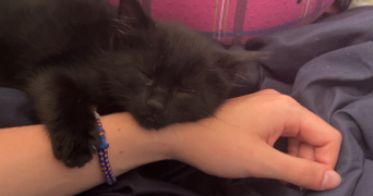 lilas pet sitter à CHELLES 77500_4