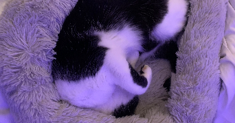 pauline pet sitter à BORDEAUX 33000_3