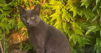 adèle pet sitter à BESANCON 25000_3