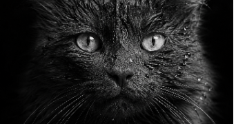 jennifer pet sitter à Saint-Étienne-du-Vauvray 27430_0